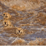 Buddhilini De Soyza wins worldwide Nature Conservancy Photography Competition