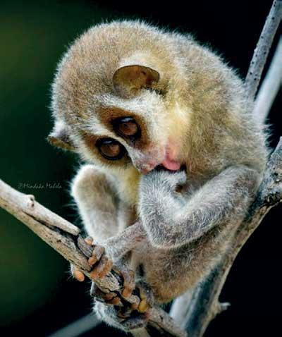 New primates discovered in SL 2
