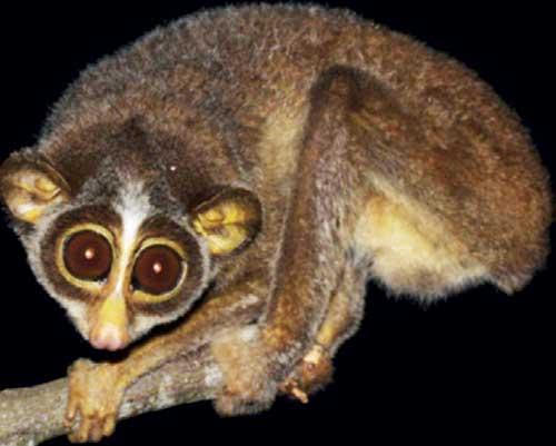 New primates discovered in SL; hiding in jungles for years-by Avi Kumar
