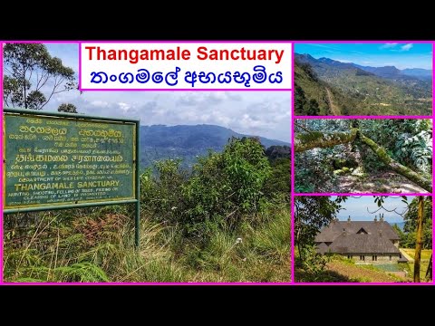 Tangamale Bird sanctuary – haven for avifauna aficionados by Arundathie Abeysinghe