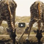 The Waterhole