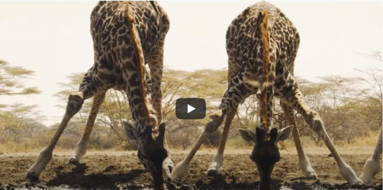 Unwind By The Waterhole – Waterhole: Africa’s Animal Oasis