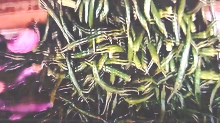 Why should you eat beans?-By Dr Harold Gunatillake