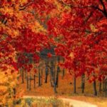 Autumn Leaves – by Lalith Paranavitana