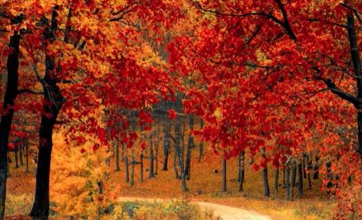 Autumn Leaves – by Lalith Paranavitana