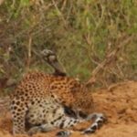 Leopards