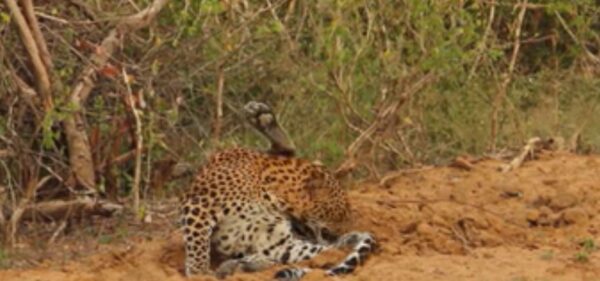 Leopards