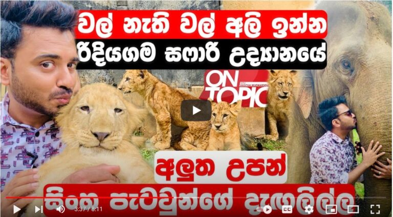 Ridiyagama Safari Park is a place where you can see many animals that are not seen in Sri Lanka-by Hasitha Wijewardena