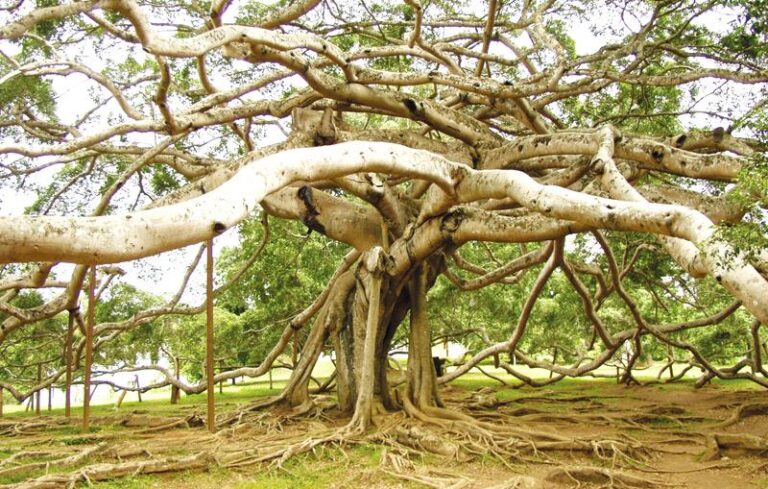 A visit to Royal Botanical Gardens- BY MAHIL WIJESINGHE