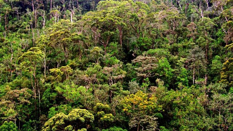 Survival of forests Reforestation verses deforestation-By Nimal Wijesinghe Anuradhapura Additional District Group Corr.
