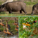 Yala National Park ,