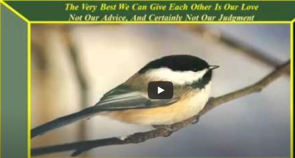 Birds and sayings