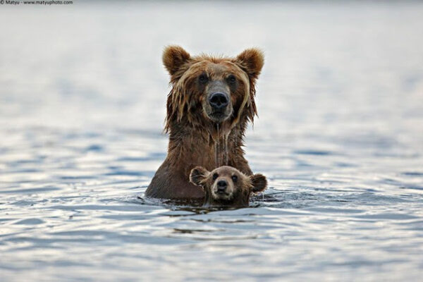 Parenting in the Wild