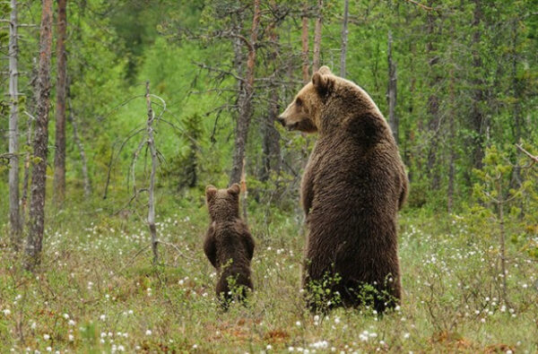 Parenting in the Wild