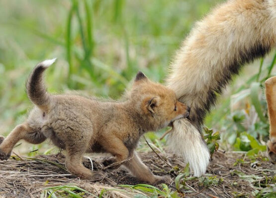 Parenting in the Wild