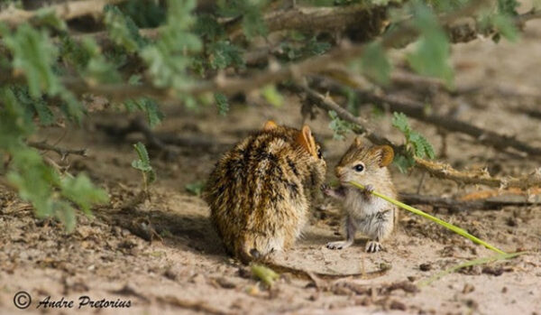 Parenting in the Wild