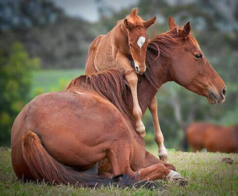 Parenting in the Wild