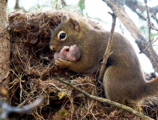 Parenting in the Wild