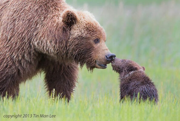 Parenting in the Wild