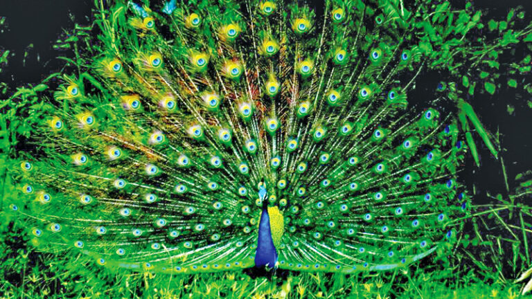 Anuradhapura’s wild wonders-by Juliet Coombe