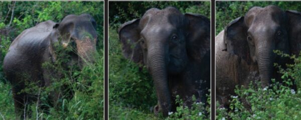 Udawalawe National Park
