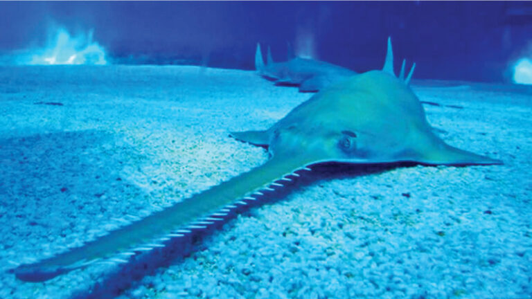 With no recent sightings of sawfish,-by Polita Glynn and Nathan Fedrizzi