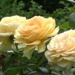 18 Yellow Roses - Gehan Gunasekera