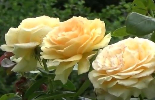 18 Yellow Roses – Gehan Gunasekera