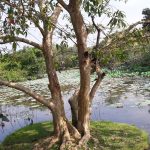 Diyatha Uyana - serenity amidst tree-lined boulevards By Arundathie Abeysinghe