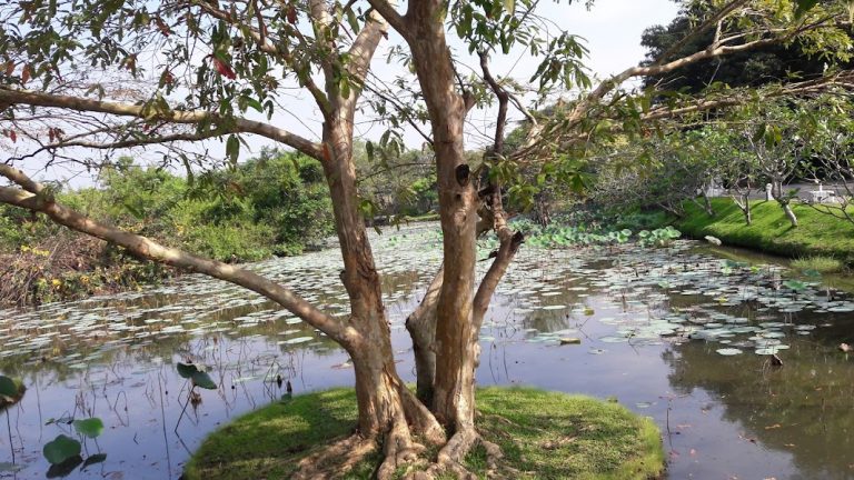 Diyatha Uyana – serenity amidst tree-lined boulevards By Arundathie Abeysinghe