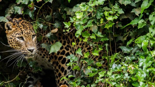 A Wild Leopard in the Jungles of Sri Lanka (Preserve our Beautiful Natural Sri Lankan Heritage)
