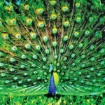 Peacocks