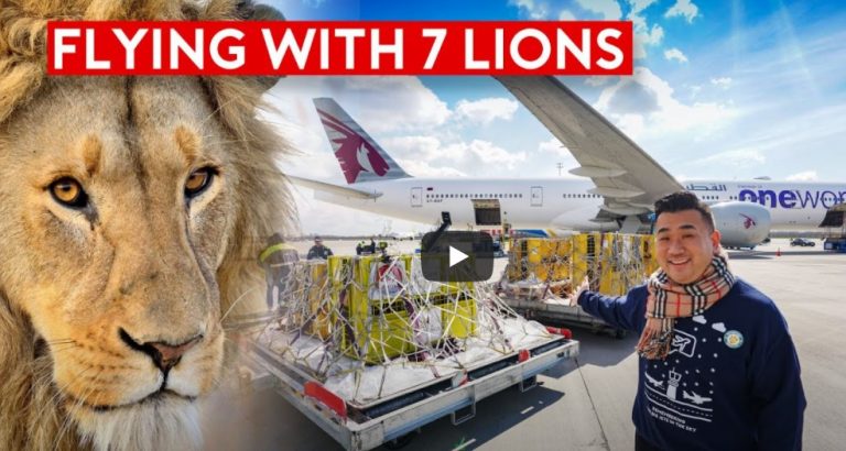 Special Rescue Flight – Flying With 7 Lions on Qatar Airways B777