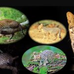 Sri Lanka animals