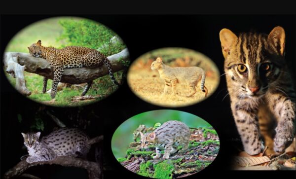 Sri Lanka animals