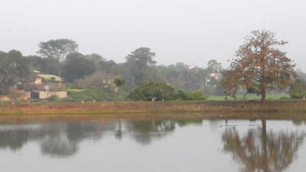 Talangama Wetlands - unique microcosm of fauna and flora By Arundathie Abeysinghe