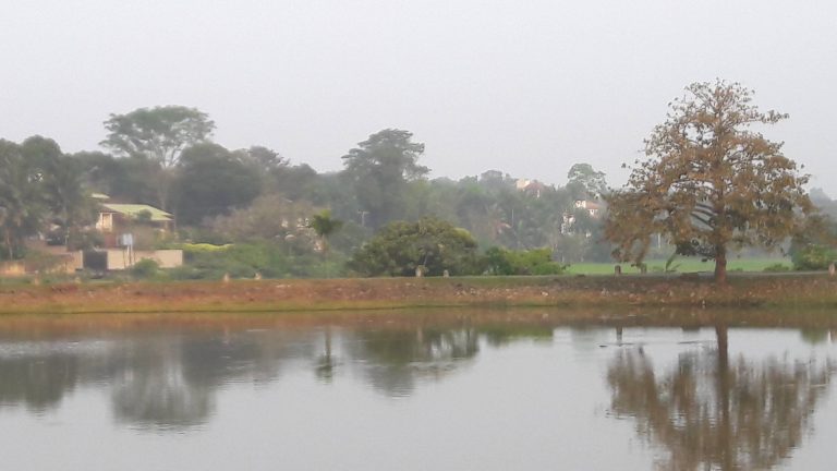 Talangama Wetlands – unique microcosm of fauna and flora By Arundathie Abeysinghe