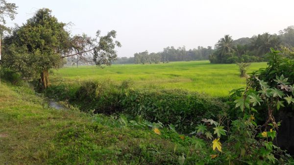 Talangama Wetlands - unique microcosm of fauna and flora By Arundathie Abeysinghe