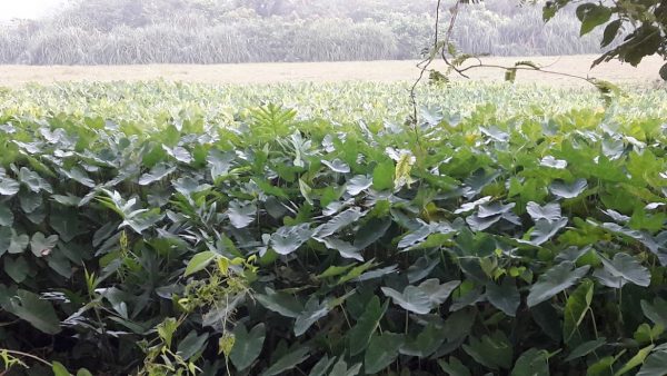 Talangama Wetlands - unique microcosm of fauna and flora By Arundathie Abeysinghe