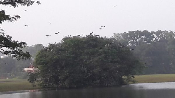 Talangama Wetlands - unique microcosm of fauna and flora By Arundathie Abeysinghe