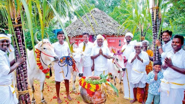 Thai Pongal, a tribute to Sun God By Dr Subashini Pthmanathan
