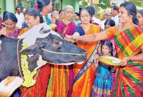 Thai Pongal celebrating a bountiful harvest