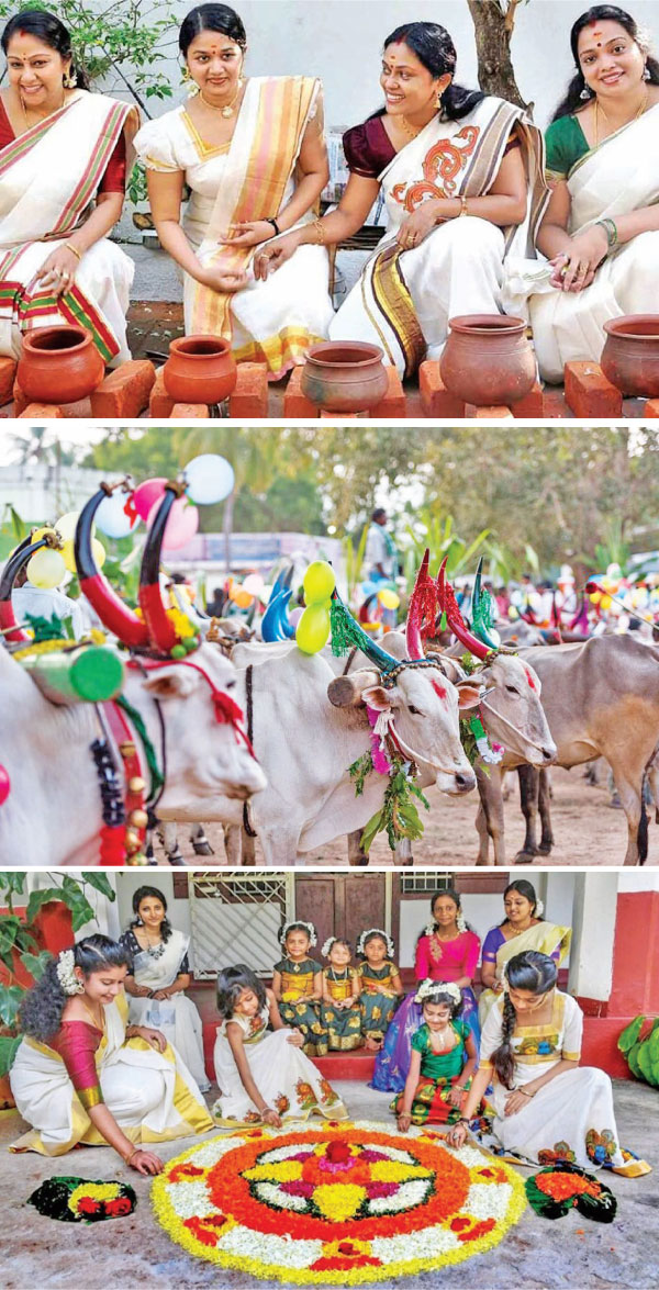 Thai Pongal celebrating a bountiful harvest