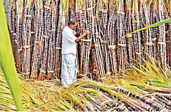 Thai Pongal celebrating a bountiful harvest