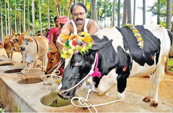 Thai Pongal celebrating a bountiful harvest