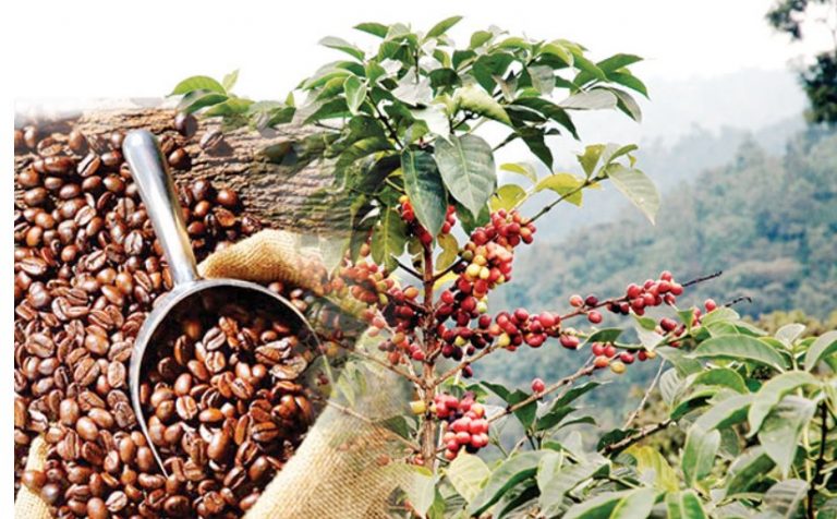 Brewing a different cup of coffee-BY RANDIMA ATTYGALLE