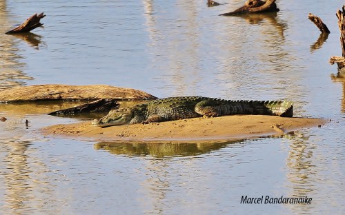 crocodile-koma-wewa-yala