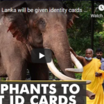 Elephants in Sri Lanka will be given identity cards