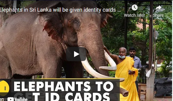 Elephants in Sri Lanka will be given identity cards