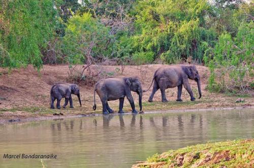 elephants-crossing-menik-ganga